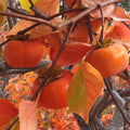 Persimmon Plant in Quart Pot, 6-12 Inch - Leafless in Winter, Perennial Sweet Persimmon Plants, Strong Roots, Fruit Plants for Home Garden