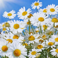 Daisy Flower Plant, White Daisy Plant Live Pot, Live Daisy Plant, 2.5 Inc Potted for Growing Indoor Outdoor