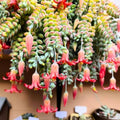 Cotyledon Pendens Succulent Plant 4 Inch Pot, Trailing Succulent Houseplant