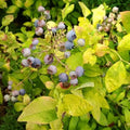 Northern Highbush Blueberry Live Plant, 4 Inches Pot