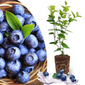 Outdoor Blueberry Plant Live for Planting, Blueberry Bushes for Planting, 4"-7" Cold Hardy Blueberries Southern Highbush