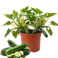 Set 2 Green Squash Zucchini Plants Live Vegetable Plant, 5-7''