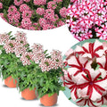 Pack 3 Bicolor Red White Verbena Plants Live Perennial Ground Cover, No Pot, 5-9" in Tall, Can Grow As Trailing Bushes, Spring Flowers