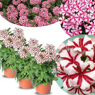 Pack 3 Bicolor Red White Verbena Plants Live Perennial Ground Cover, No Pot, 5-9" in Tall, Can Grow As Trailing Bushes, Spring Flowers