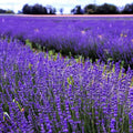 2 Provence Lavender Live Plants, Fragrant Lavender Flowering Herb Plants, 4-8" Tall, Well Rooted for Gardens, Containers and Landscaping
