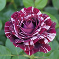 Purple White Stripe Climbing Rose Live Plant, Can Grow As Rose Bushes Shrubs, Fragrant Ready to Plant, Starter Size, 5 to 10 Inc Tall, Dormant in Winter