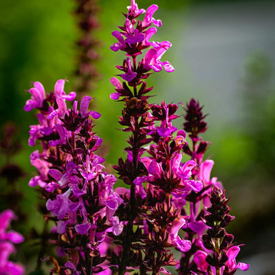Rose Salvia Plant, Live Sage Plant in Quart Pot, Perennial Herb Plants for Outdoor Indoor Growing