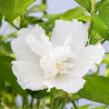 Rose of Sharon Plant, Hardy Althea Hibiscus Flowering Shrub in 4'' Pot, Outdoor Garden Starter Plant for Landscape or Hedge (Double White)