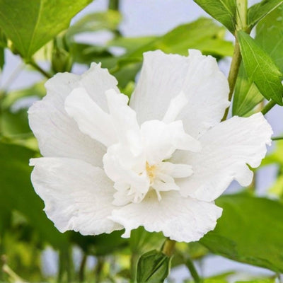 Rose of Sharon Plant, Hardy Althea Hibiscus Flowering Shrub in 4'' Pot, Outdoor Garden Starter Plant for Landscape or Hedge (Double White)