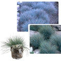 3 Pots 6 Plants Blue Fescue Grass Plants Live, Cold Hardy Ornamental Grass for Outdoor Home Décor