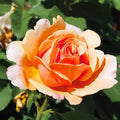 Honey-Apricot Rose Bushes Ready to Plant, Climbing Roses Live Plants Fragrant, 6-8 Inc Tall in Pot, Year-Round Blooming, Can Grow as Bush or Climber