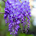 Rare Blue Moon Wisteria Vine Tree Live Plant in 2.5" Pot, Wisteria Tree Live Plant, Ready to Plant