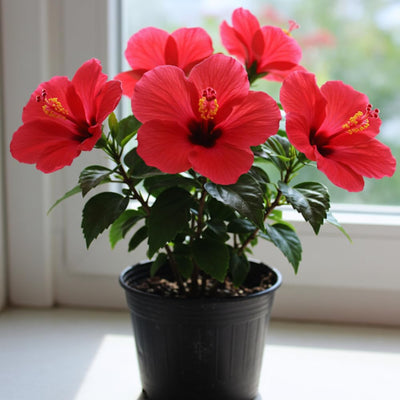 4 Hardy Hibiscus Plants Live, Red Hibiscus Flowers Plants, Hibiscus Live Plant Indoor and Outdoor, 5 to 7 Inches in Height