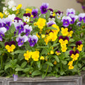 Pansy Plant, Mix Colorful Pansy Plant in Pot, Live Flowering Pansies for Indoor Outdoor Planting, Spring Flower Plant, 3-5 Inch Tall