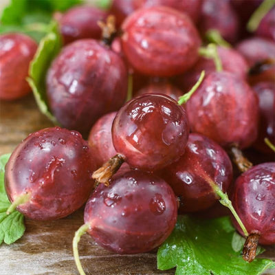 Jeanne Gooseberry Plant Live for Planting, Gooseberry Bush Live Plant 5 to 9 Inch Height, Gooseberry Fruit Tree