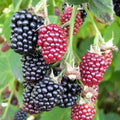 02 Sweet Boysenberry Plants Live for Planting, 4-6" Inch Tall for Outdoor Spring Planting