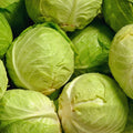 Cabbage Plant Live Pot, Live Cabbage Vegetable Plant Pot 4 Inc