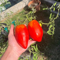Tomato Plants Live, Red Tomato Plant, Long Red Fruit, Vegetable Plant from 6–8 Inches Tall in 4 Inch Pot for Outdoor Growing