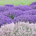 4 Lavender Plants Live Outdoor Indoor, Cold Hardy Fragrant Perennial Herb for Garden and Landscape, 4-8 Inch Tall (Mix Lavender)