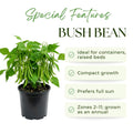 2 Bush Bean Plants Live, Green Bean Plant Live for Planting, 3-5 Inc Tall