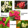 Red Crown of Thorns Plant Live in Pot, Euphorbia Milii Live Plants Very Hardy Houseplant Home Decoration, Year Round Blooming