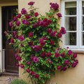 Climbing Roses Live Plant, Climbing Rose Plant Live, 5 to 7'' Tall, Fragrant Flower Bush Plants for Gardening (Purple Red)