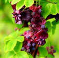 Akebia Quinata Live Plant, Akebia Chocolate Vine for Planting in 2.5 Inches Pot
