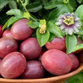 Passion Fruit Plant Live 4-7 Inch, Passionfruit Vine for Outdoor Garden, Tropical Climbing Vine for Trellis, Fence or Backyard Growing (Purple Passionfruit)