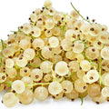 Live Currant Bush Plant Fast Growing, Ready Bear Fruit Within 1 Year - No NC, WV, NH, 6-14" Tall, Great for Backyard or Orchard Growing, Currant Plant (Yellow)