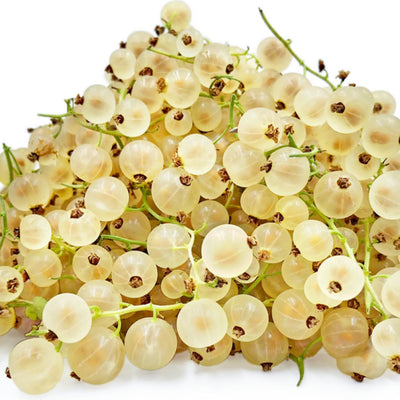 Live Currant Bush Plant Fast Growing, Ready Bear Fruit Within 1 Year - No NC, WV, NH, 6-14" Tall, Great for Backyard or Orchard Growing, Currant Plant (Yellow)