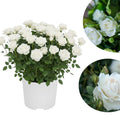 Mini Rose Bush Live Plant in 3.5'' Pot, Miniature Rose Plant Live, 3-5'' Tall, Mini Rose Plant, Live Flower Plant for Office and Home Decoration (White)