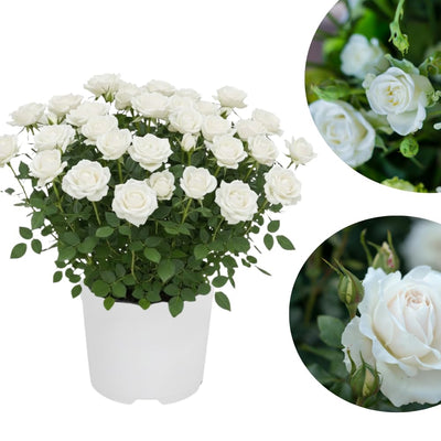 Mini Rose Bush Live Plant in 3.5'' Pot, Miniature Rose Plant Live, 3-5'' Tall, Mini Rose Plant, Live Flower Plant for Office and Home Decoration (White)