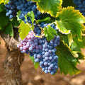 1 Blue Grape Vine Plants, 1-2 Year Old Bareroot, Purple Blue Grape Plants Live for Planting, Grape Fruits Trees Live Plants
