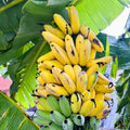 Live Dwarf Cavendish Banana Plant, Dwarf Banana Fruit Plant, Tropical Fruit Tree 4-7 Inch Tall, Ready to Grow, No Pot