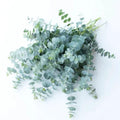 Blue Eucalyptus Plant Live, Live Eucalyptus Plant Indoor, 2.5 Inc Pot
