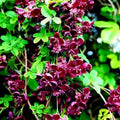 Akebia Quinata Chocolate Vine Perennial Plant Live in 2.5 Inch Pot, Akebia Quinata Vine