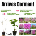 Cold Hardy Purple Pink Redbud Tree Live Plant in Quart Pot, Eastern Red Bud Plants, Vibrant Spring Blooms in Zones 4 to 9, No Leaf in Winter