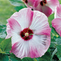 Luna Pink Swirl Hibiscus Plants Live 5-9" in Tall, Hardy Hibiscus Tree Live Plant Year-Round Blooming, No Pot, Outdoor Perennial Planting