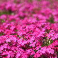 Pink Creeping Phlox Plants, Starter Phlox Live Plant, Well Rooted, Perennial Ground Cover, 1-3" in Tall, No Pot