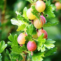 1 Pixwell Gooseberry Plant Live, Gooseberry Bush Live Plant for Planting Your Garden, Gooseberry Shrub Starter Plant 5-9 Inch Tall