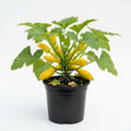 Summer Squash Live Plant 4–6 Inch Tall, Squash Vegetable Plant for Garden Planting in 4'' Pot, High Yield, Fast Growing