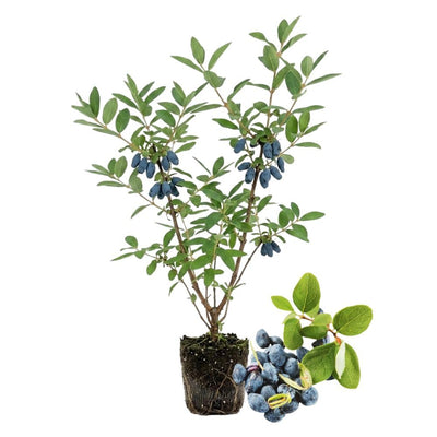 Honeyberry Haskap Live Plant, 4-8" Inch Tall, Honeyberry Plant Live, Cold Hardy Berry Plant for Outdoor Garden and Landscape, No Pot