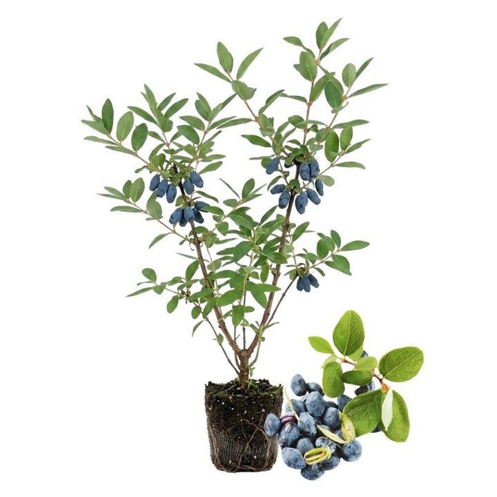 Honeyberry Haskap Live Plant, 4-8" Inch Tall, Honeyberry Plant Live, Cold Hardy Berry Plant for Outdoor Garden and Landscape, No Pot