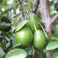 Avocado Tree Plant Live, Sweet Fruit Plant, 6 Inch Tall