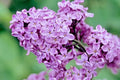 Lilac Bushes Live Plant, Dark Purple Lilac Syringa Well Rooted, 6 to 8 Inch Tall, Ready to Plant