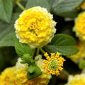 2 Lantana Plants Live, Lantana Live Plants for Planting Outdoors, Perennial Plants, Well Rooted, Random Color Lantana