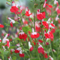 Hot Lips Sage Live Plant, Salvia Plant Live Herb for Grow Indoors Outdoor in 2.5 Inch Pot, Change Color to Red in Summer