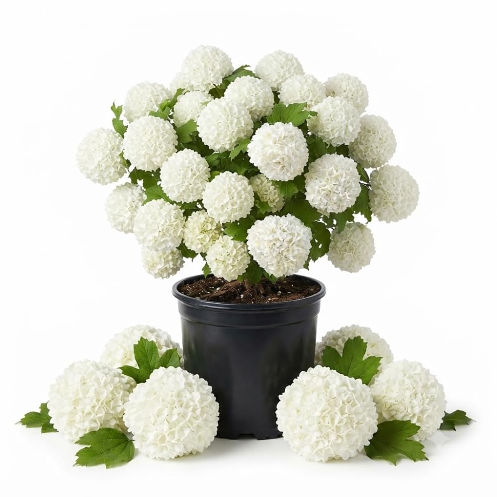 Old Fashion Viburnum Live Shrub, Flower Bush, 4" Pot, 6-12" Tall