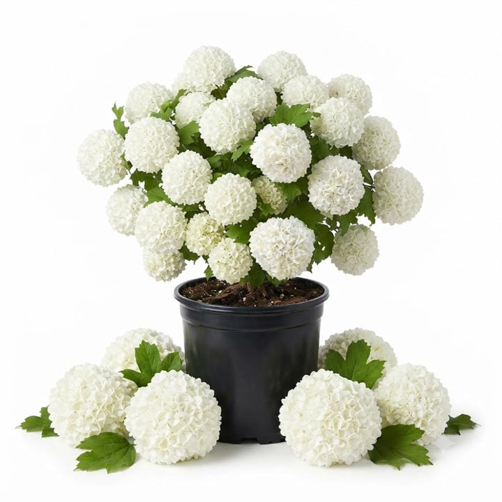 Old Fashion Viburnum Live Shrub, Flower Bush, 4" Pot, 6-12" Tall