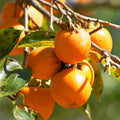 Set of 2 Persimmon Trees Bare Root, 1-2 Feet Tall Hardy Fruit Tree Seedlings for Outdoor Planting, Dormant Live Persimmon Bareroots